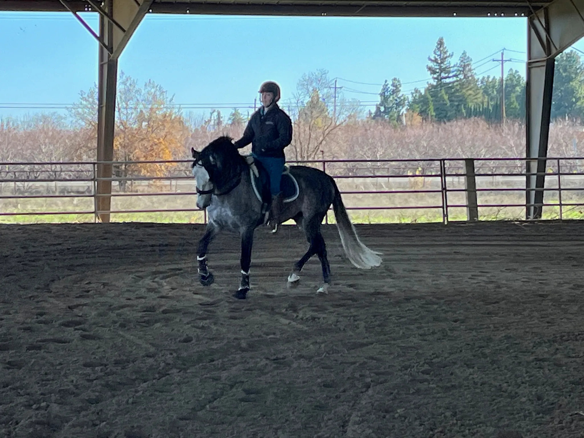 A trainer working a horse in the arena