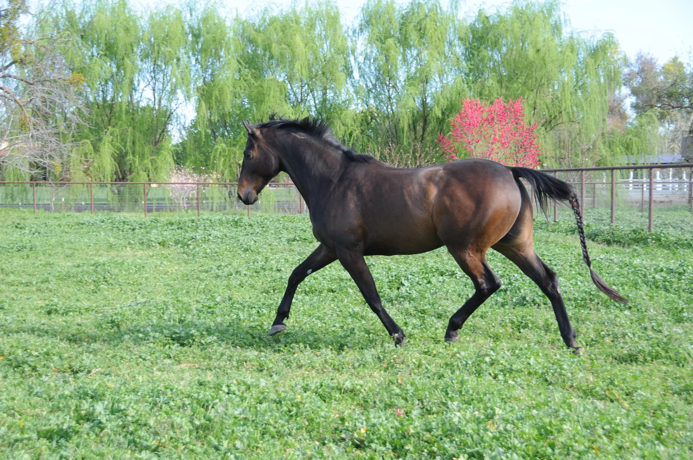 A horse in a green turnout paddock