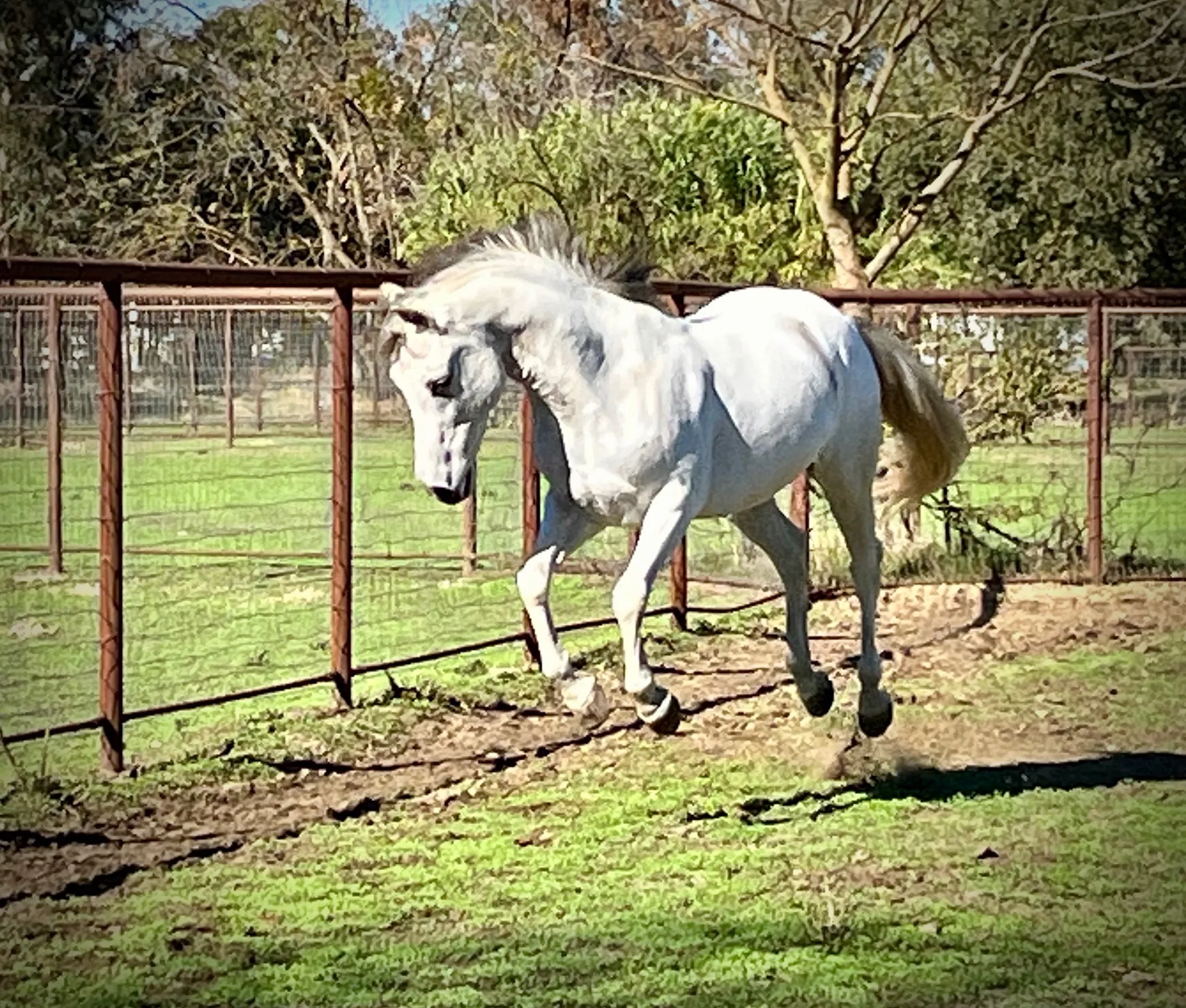 A grey horse at the pasture fence