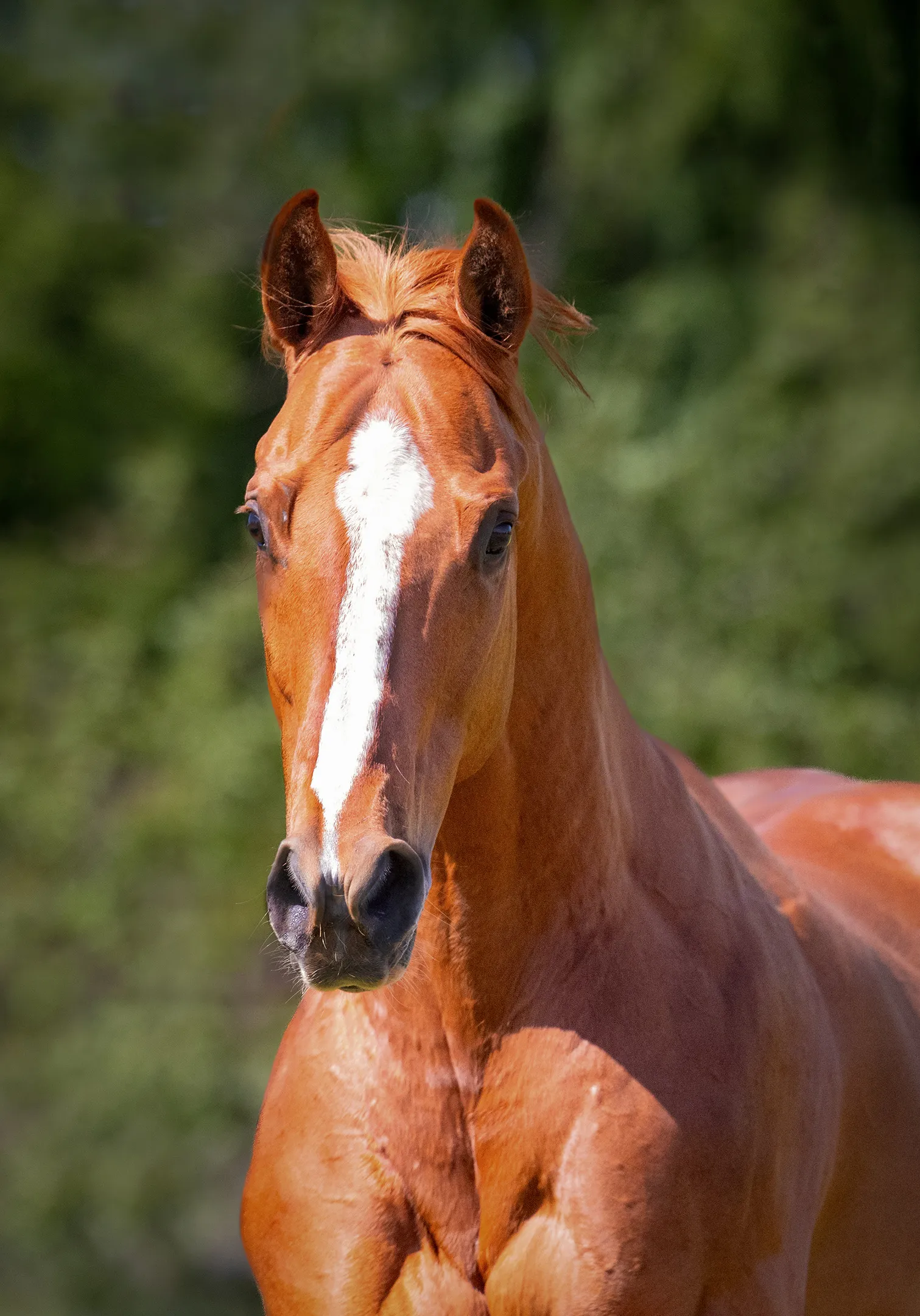Close portrait of a chestnut horse with a white blaze