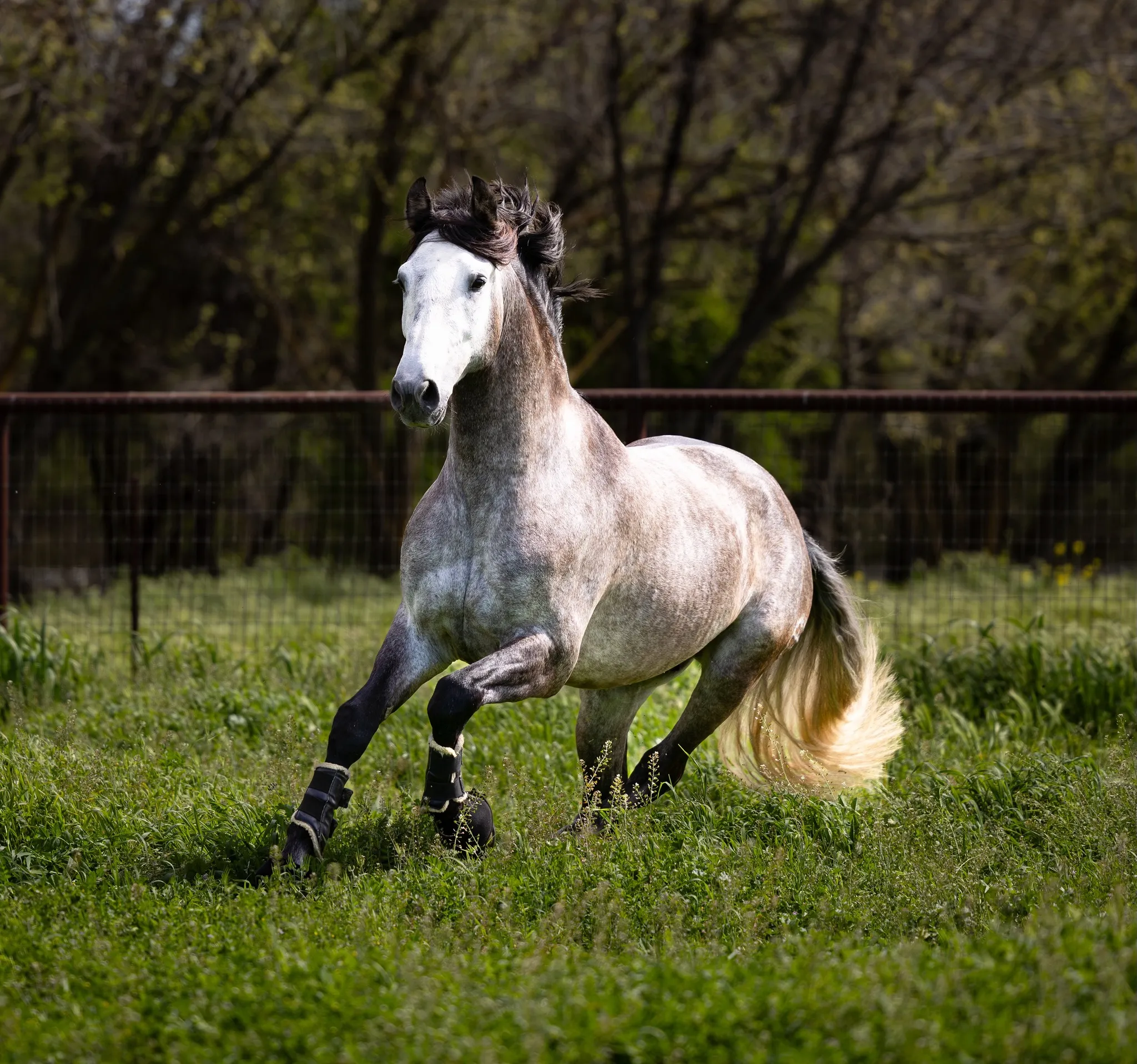 A grey horse moving through the arena