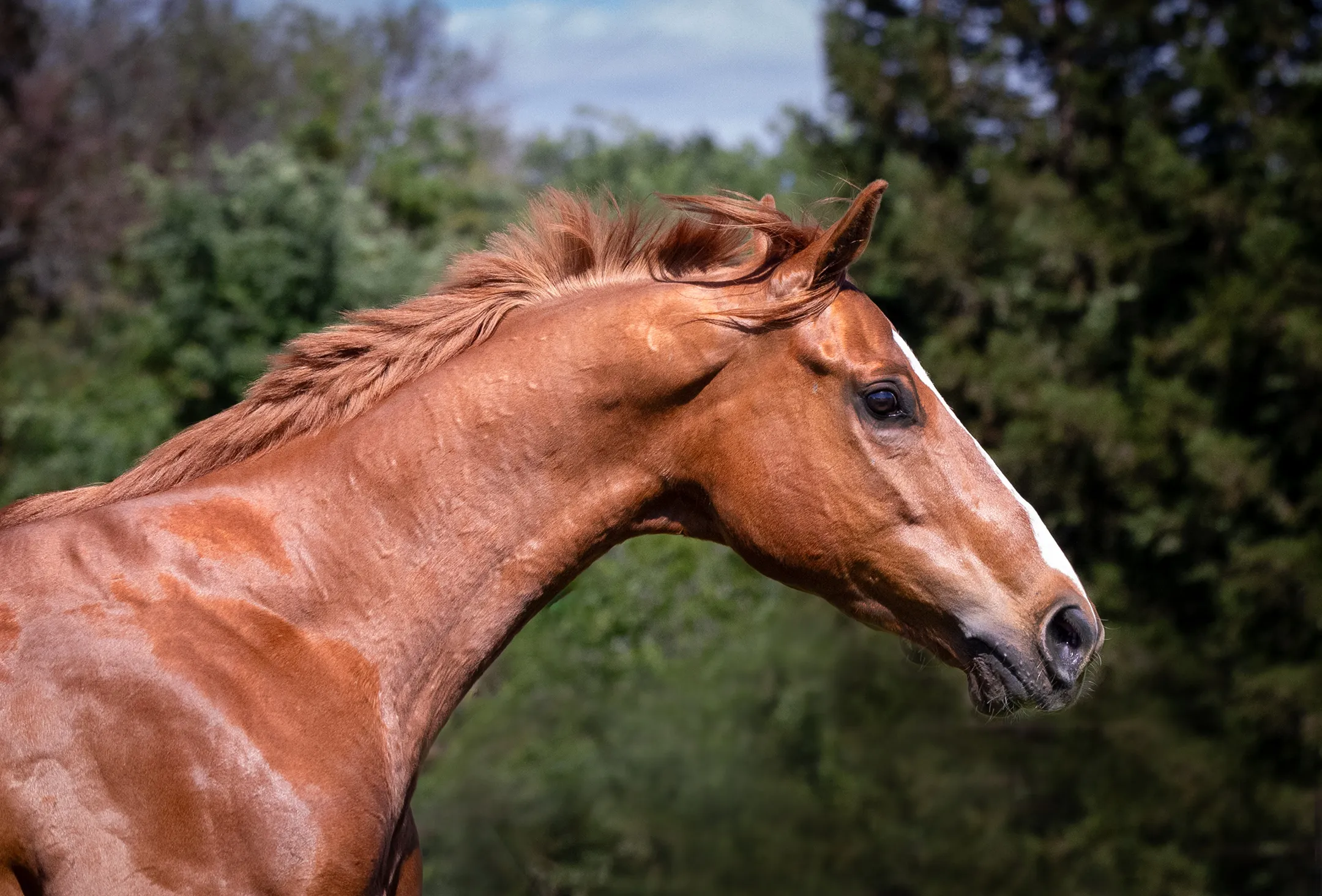 A chestnut horse in the arena