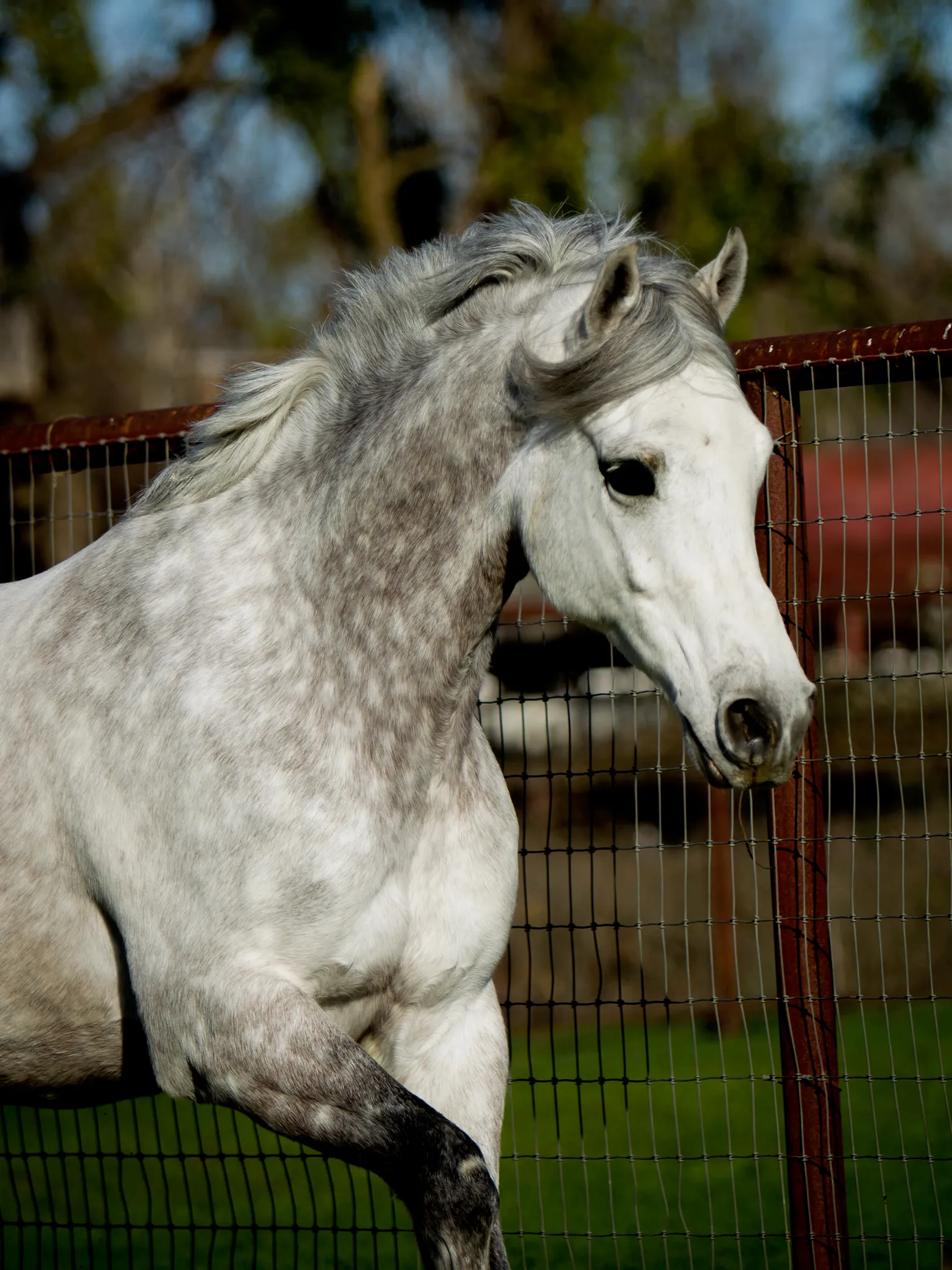 Portrait of a grey horse at the barn