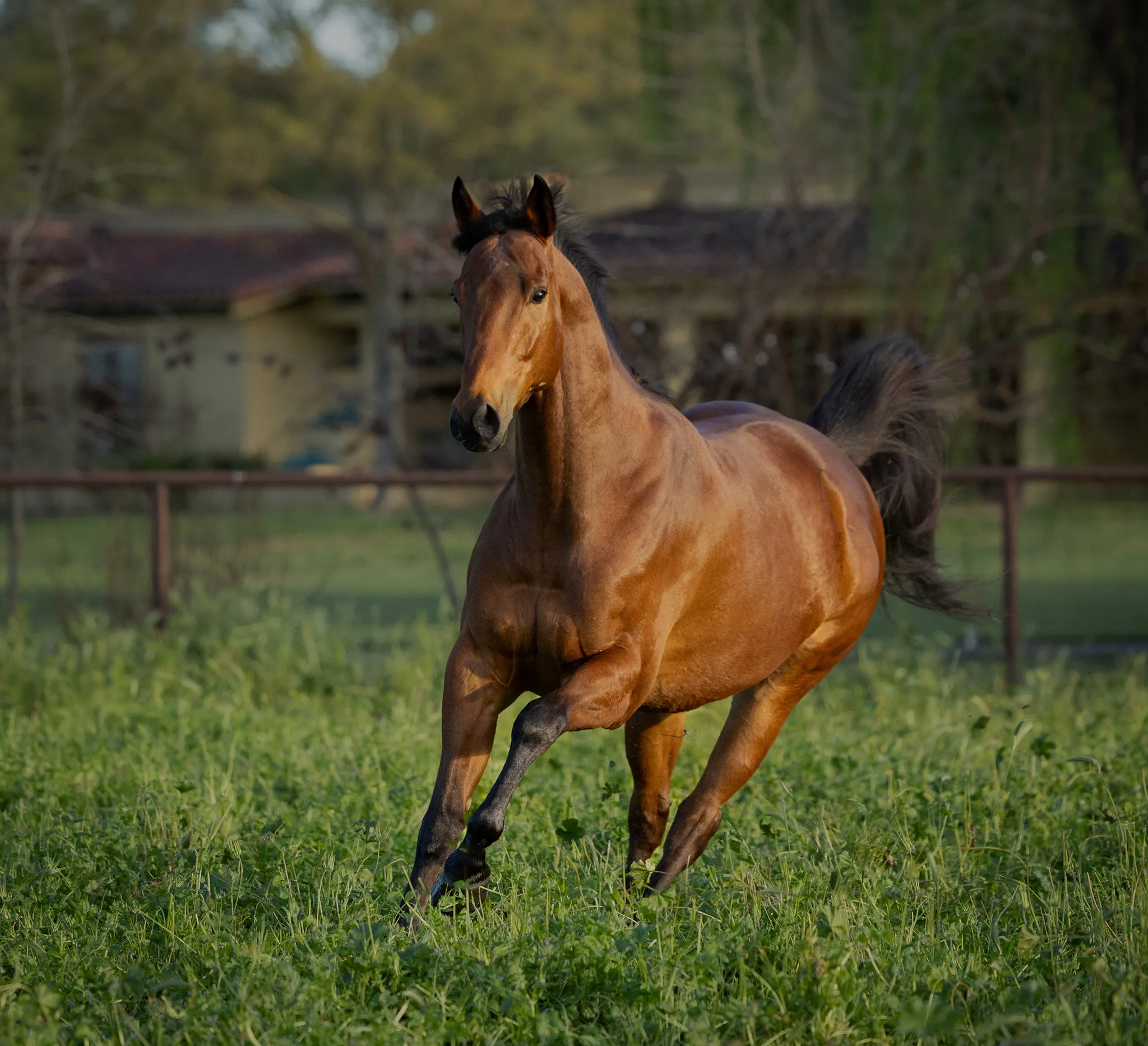 A bay horse trotting in a paddock
