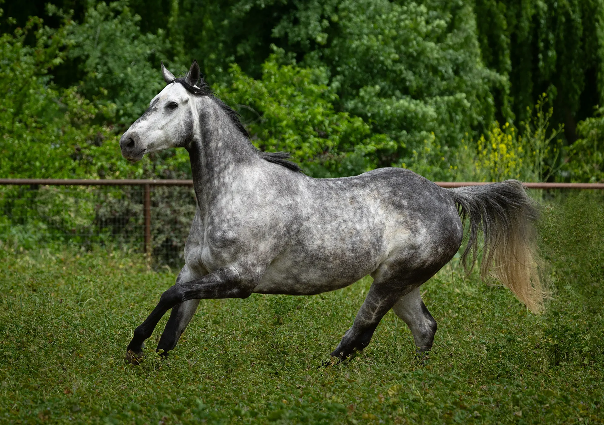 A dappled grey horse cantering in the arena