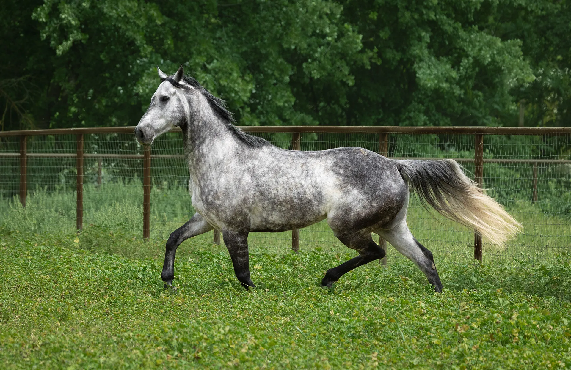 A grey horse trotting