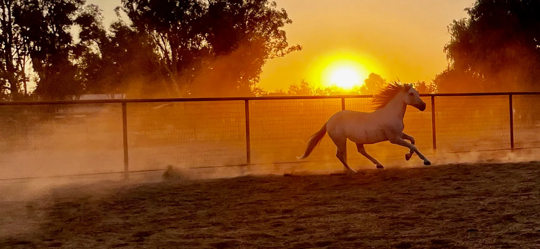A horse galloping in the arena at sunset at Russell Ranch